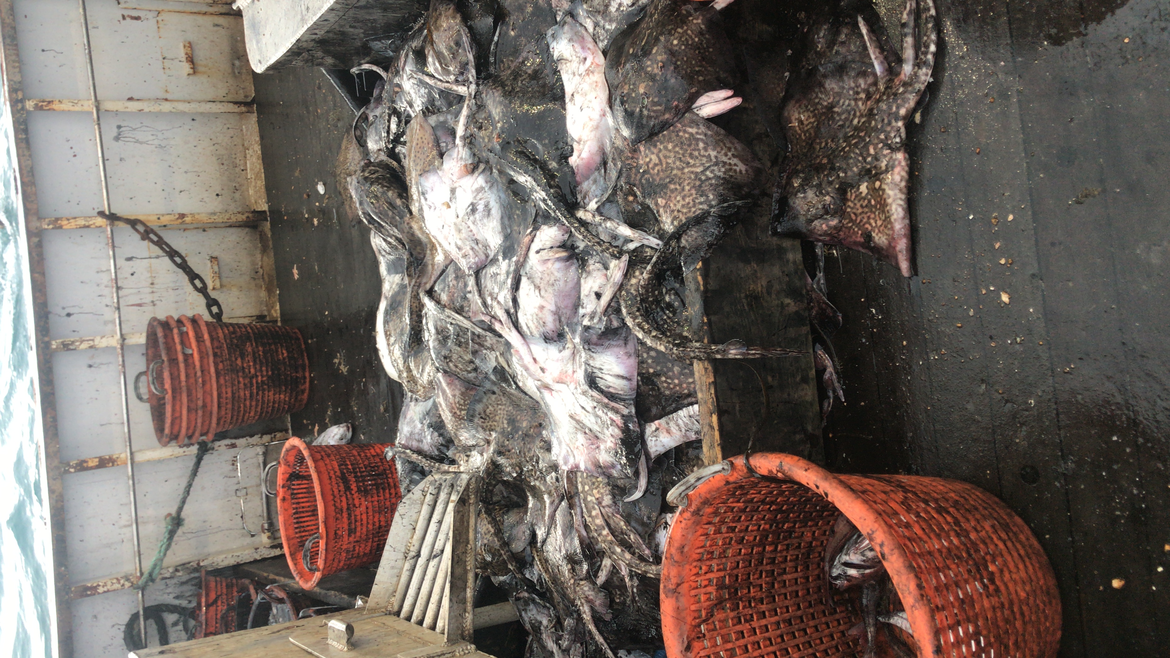 Turbot and rays on deck