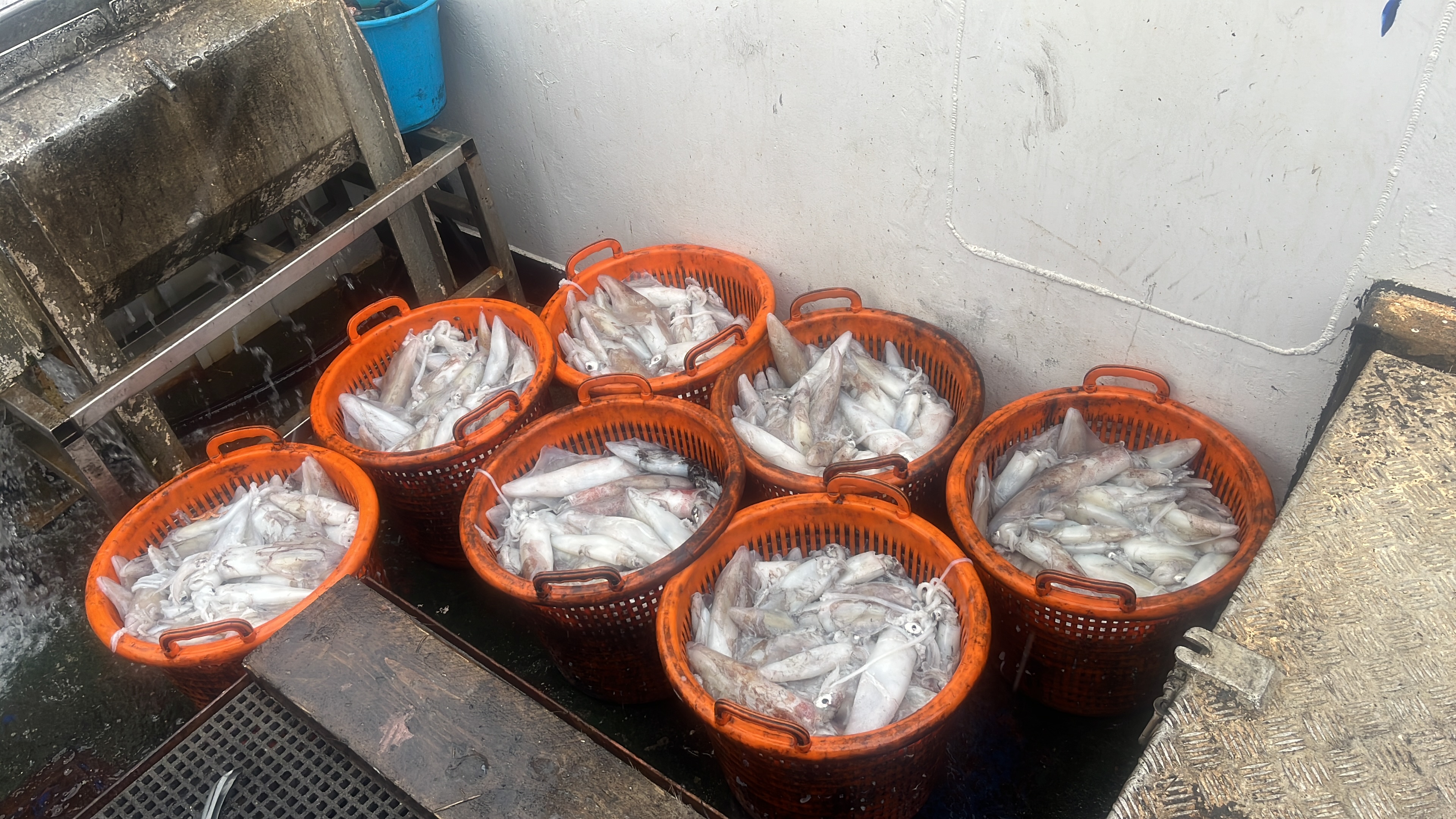 Baskets of fresh squid