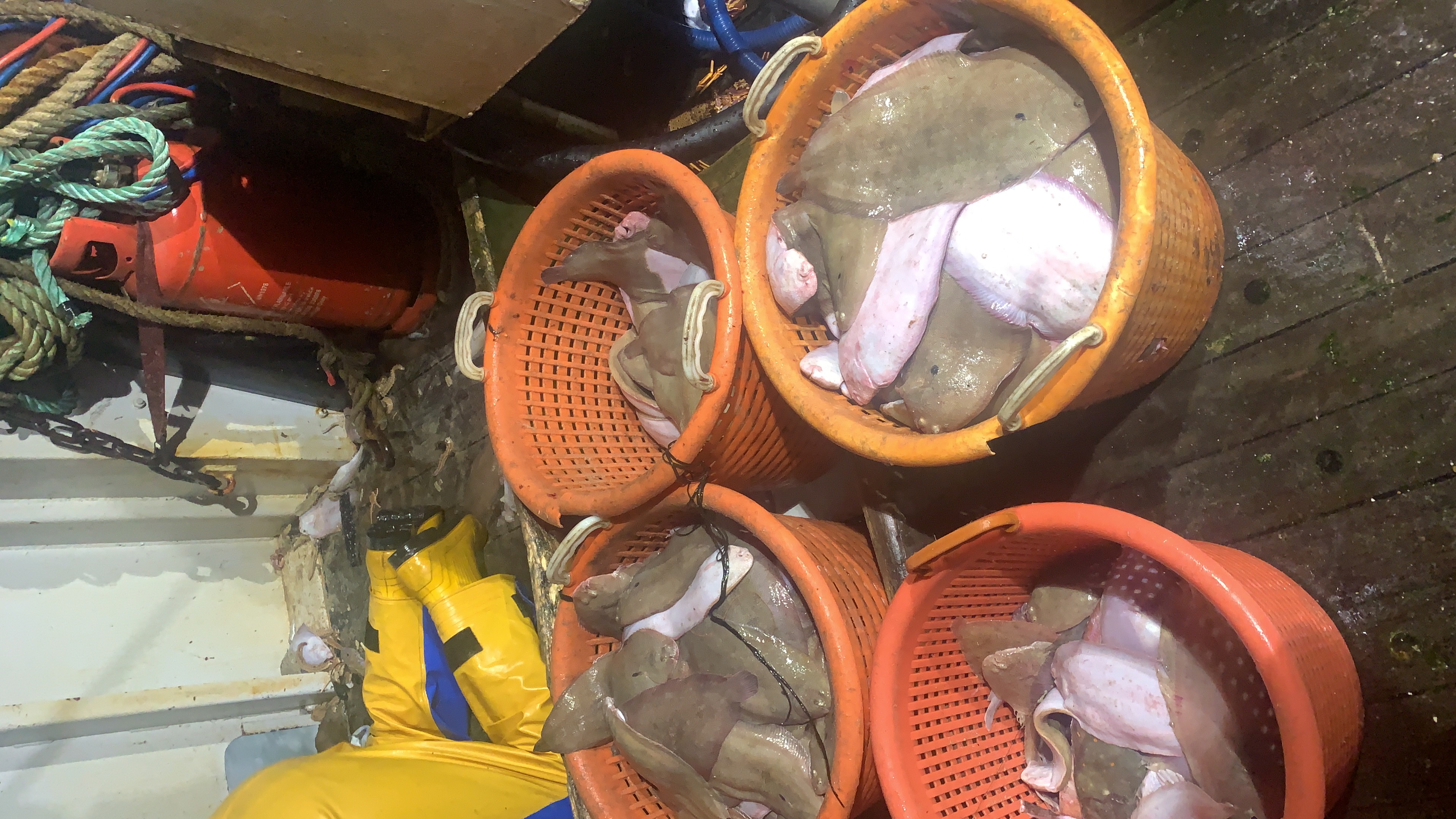 Baskets of skate and rays on deck
