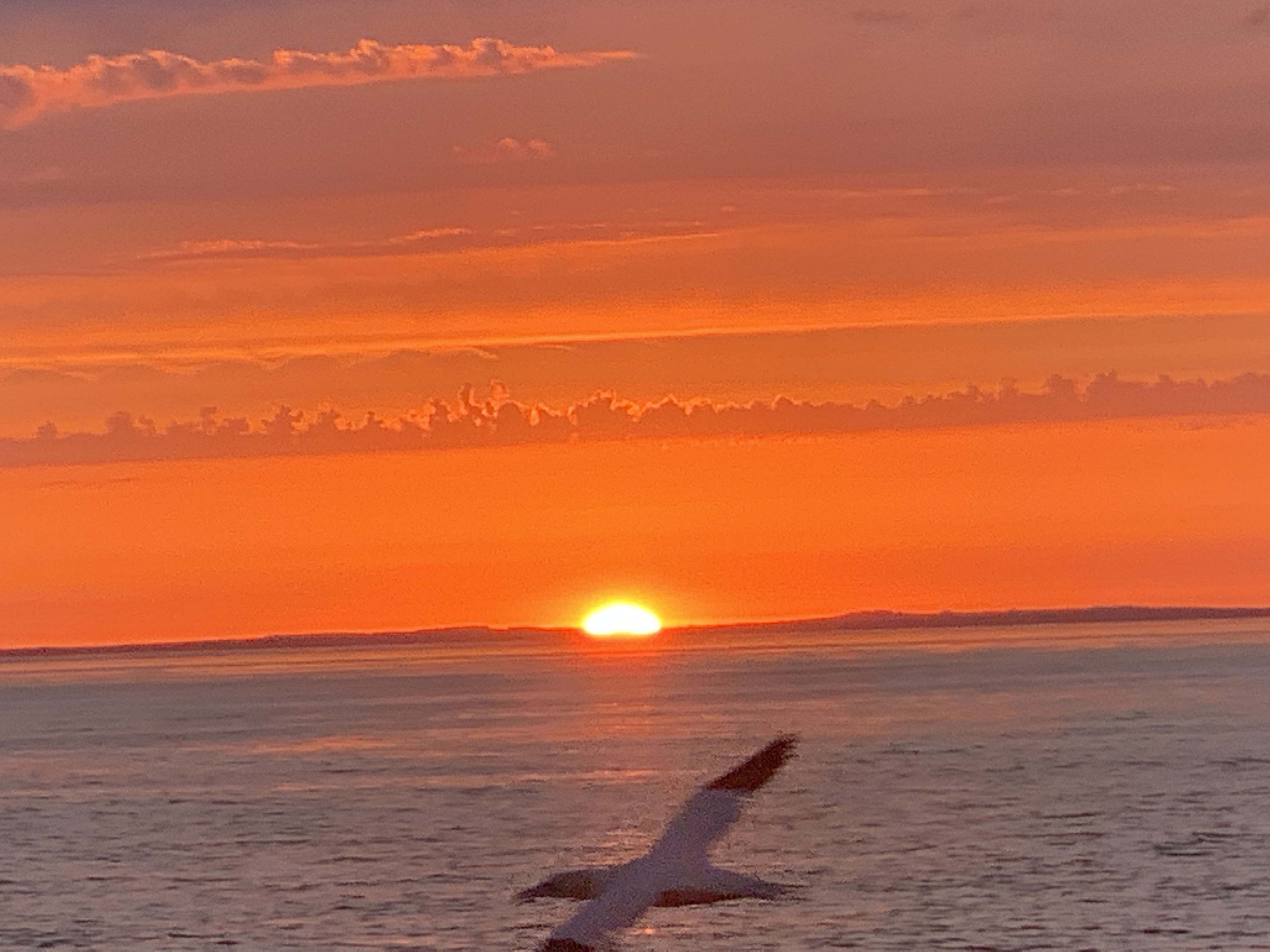 Vivid orange sunrise with gannet