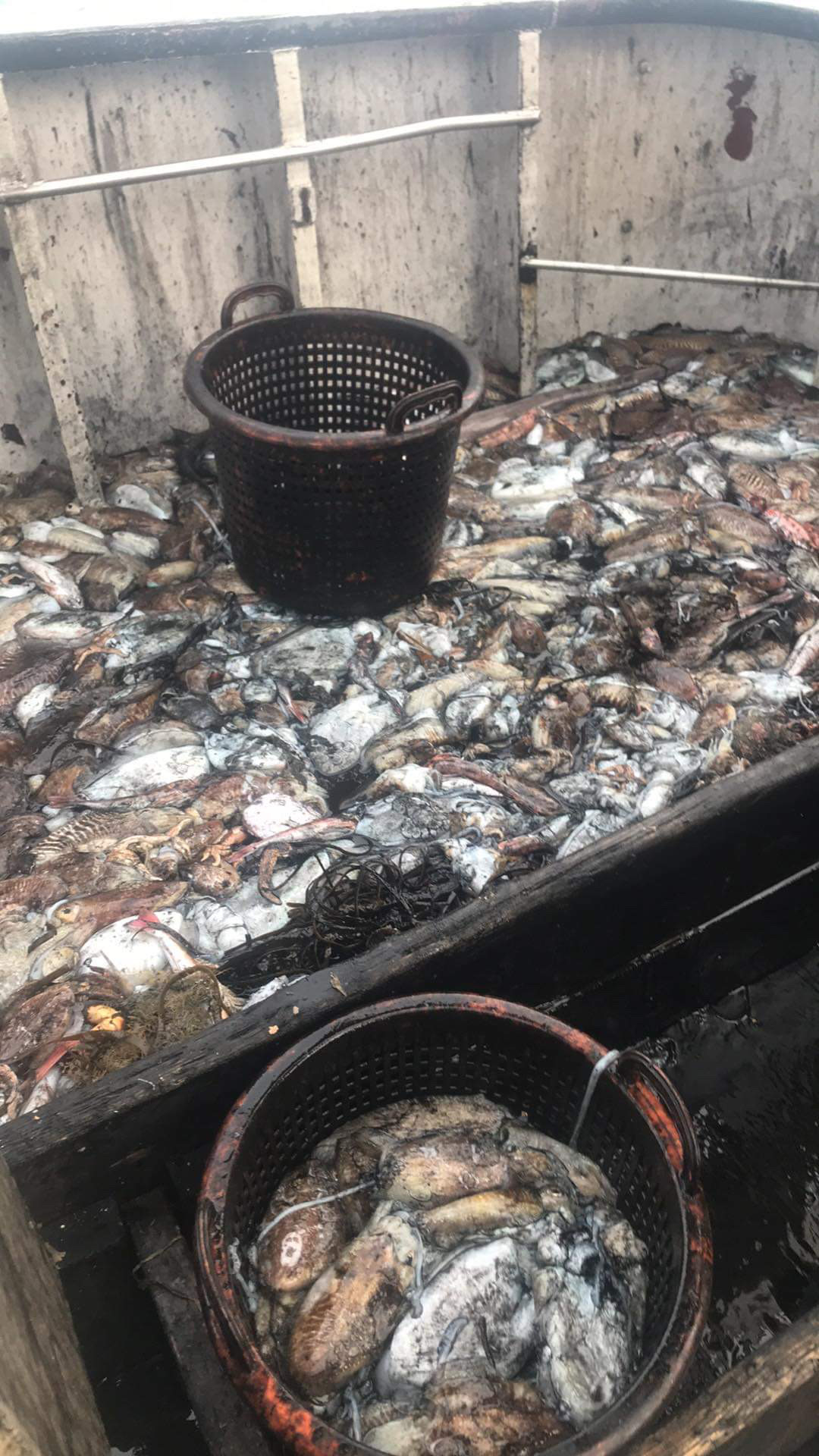 Full fish hold — mixed demersal catch