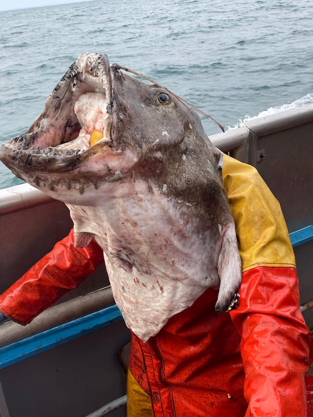 Monster monkfish head — wide open jaws