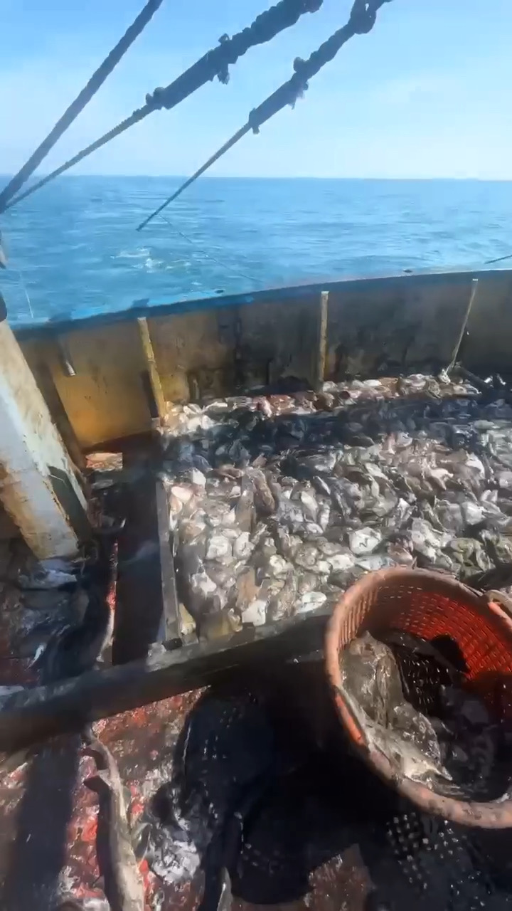 Deck full of shellfish — haul on deck
